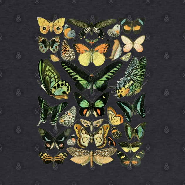 Vintage French Butterflies by Ellador